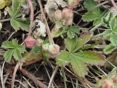 Potentilla incana