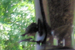 Poecile carolinensis