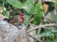 Haemorhous mexicanus