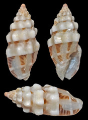 Vexillum interruptum