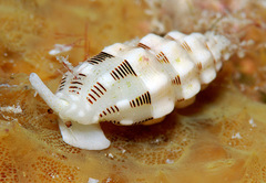 Vexillum interruptum