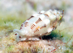 Vexillum interruptum