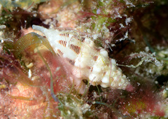 Vexillum interruptum