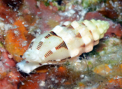 Vexillum interruptum