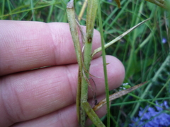 Linaria biebersteinii