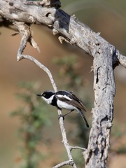 Batis pririt affinis