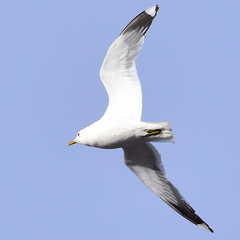Larus canus