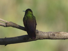Saucerottia