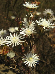 Lampranthus falcatus