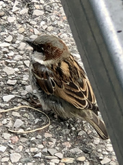 Passer domesticus