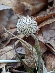 Antennaria solitaria