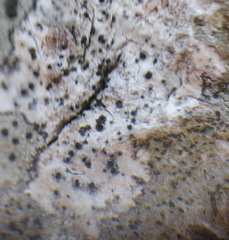 Anisomeridium biforme