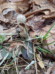 Antennaria solitaria