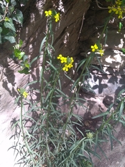 Erysimum rhaeticum