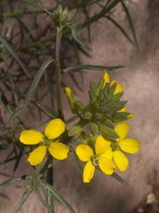 Erysimum rhaeticum