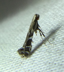 Leucospilapteryx venustella