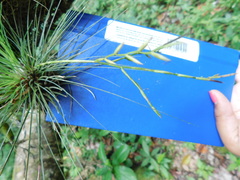 Tillandsia filifolia