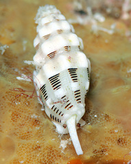 Vexillum interruptum