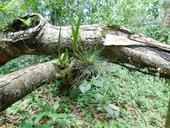 Tillandsia filifolia