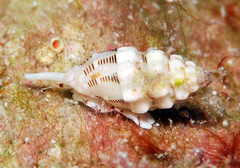 Vexillum interruptum