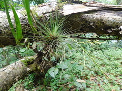 Tillandsia filifolia
