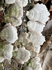 Cerrenaceae