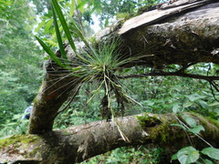Tillandsia filifolia