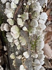 Cerrenaceae