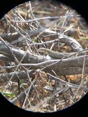 Cnemidophorus arubensis