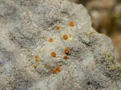 Xanthocarpia lactea