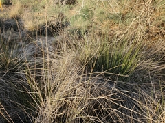 Juncus cooperi