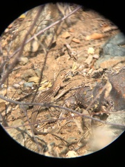 Cnemidophorus arubensis