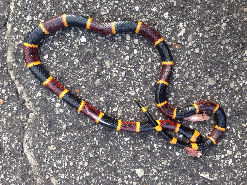 Eastern Coral Snake (aka Harlequin Coral Snake) (Venomous And Non ...