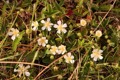 Potentilla montana