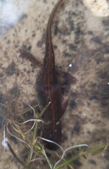 Lissotriton vulgaris