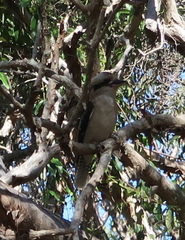 Dacelo novaeguineae novaeguineae