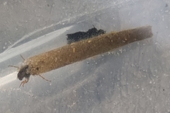 Limnephilus vittatus