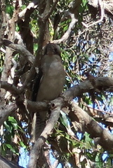 Dacelo novaeguineae novaeguineae