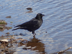 Corvus corone
