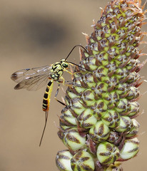 Syzeuctus tigris
