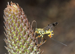 Syzeuctus tigris