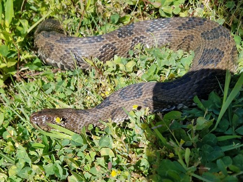 Brown Watersnake (Nerodia taxispilota), a species recorded in Florida