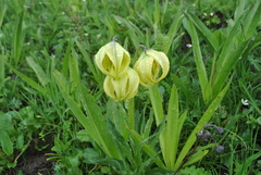 Lilium lophophorum