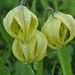 Lilium lophophorum - Photo (c) ed_shaw, alguns direitos reservados (CC BY-NC)