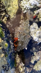 Calcinus californiensis