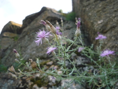 Centaurea besseriana