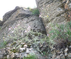 Centaurea besseriana