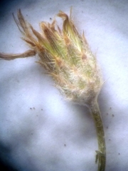 Centaurea besseriana