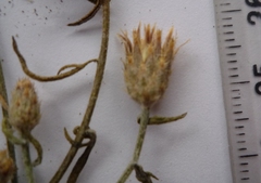 Centaurea besseriana