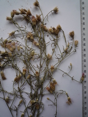 Centaurea besseriana